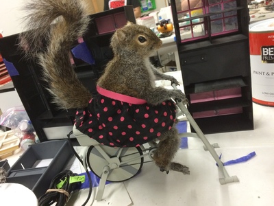 This is a full-sized, animatronic squirrel puppet exercising on a miniature bike that we created for the Farmer's Insurance Hall of Claims commercials and website.  	
