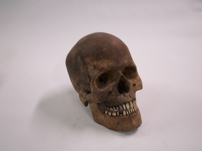 This  is a replica of an unearthed human skull prop that is available for rent for assorted shoots.	